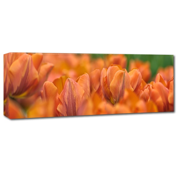 Cora Niele 'Orange Tulip Scape' Canvas Art,8x24